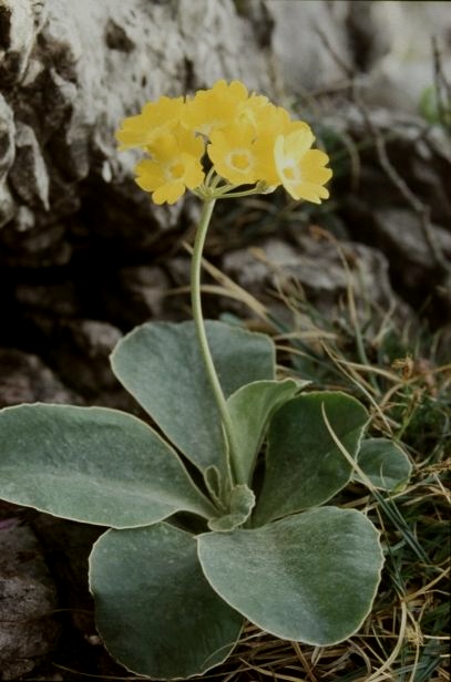 Primula auricula / Primula orecchia d''orso